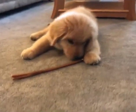 These Moments Are Probably One Of The Best Parts Of Raising Puppies!