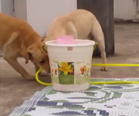 We All Know The Importance Of Bath Time For Pups, But This Is Unbelievable!