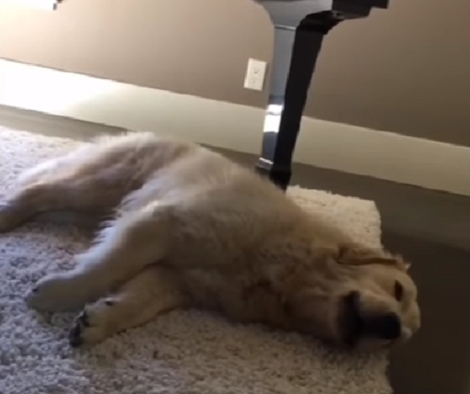 This Adorable Pup Was Fast Asleep When Suddenly He Starts Singing!