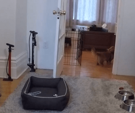 What Happens When Your Pup Is Left Alone At Home? Check Out This Adorable Pup!