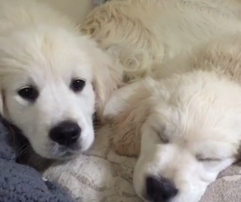This Fluffy Pup Desperately Wants To Play But Her Brother Is Fast Asleep!