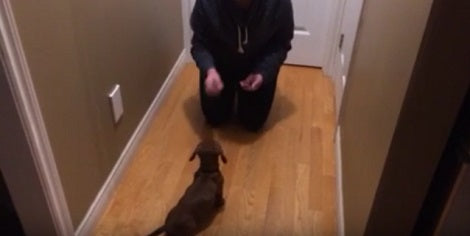 This Talented Pup Is Showing Off Her Tricks And You'll Be Surprised!