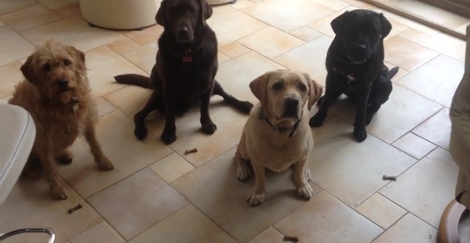 When You See What These Pups Are About To Do You're Going To Be Amazed!
