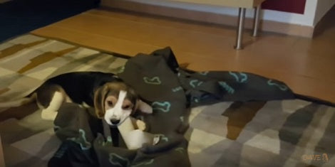 Pup Gets Hold Of An Empty Toilet Roll And Has The Time Of His Life Playing With It!