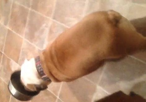 Adorable Pup Walks Around The House Carrying A Bowl And Walks Into Walls