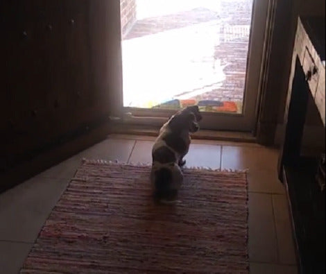 Watch How This Adorable Pup Eagerly Waits For His Daddy Near The Door!