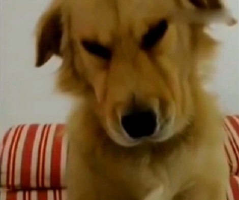 Mom Asks Her Guilty Pup To Smile... But No One Was Expecting Such A Reaction!