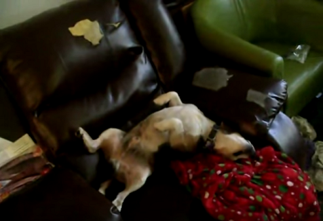 How They Found Their Adorable Pup Asleep On The Couch? Aww! Hilarious!