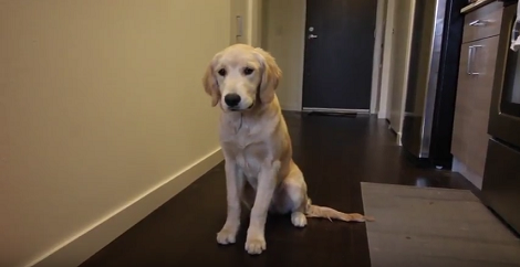 This Pup Is Attempting To Catch The Ball In Mid-Air, But Can She Do It? Find Out!
