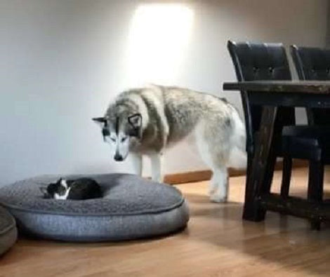 Patient Pup Is Nothing But Surprised That Someone Else Has Taken Over Her Bed!