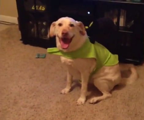 This Adorable Pup Is Also Ready For Halloween, But Doesn't Like The Costume!