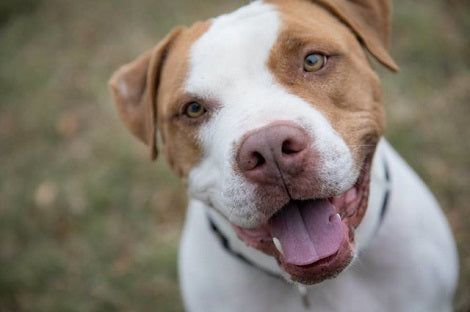 Heartbroken Dog Hugs Dad After He Came Back To Save Him From Shelter