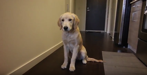 Do You Watch Your Dog's Food? Here Are 5 Ingredients To Watch Out For.