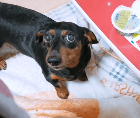 This Adorable Pup Desperately Wants Some Pizza! Watch Her Expressions!