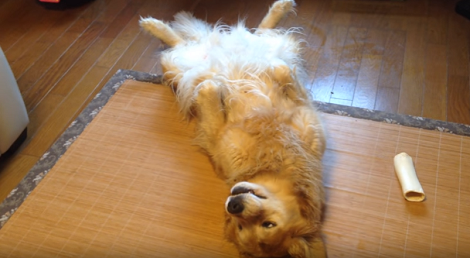 Now This Is The Most Adorable Pup You're Going To See All Of Today!