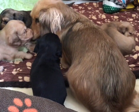 Is There Anything Cuter Than This Pile Of Puppies?! This Is Just Adorable!