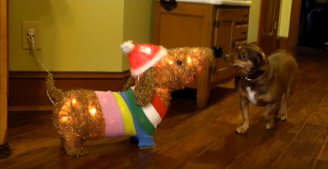 This Family Brought Home A Light Up Dachshund To Surprise Their Pup!