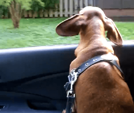 Wait Till You See How Much Fun This Adorable Pup Is Having In The Car!