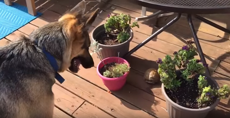 This Curious Pup Saw A Turtle... Immediately Becomes The Turtle's Security Guard!