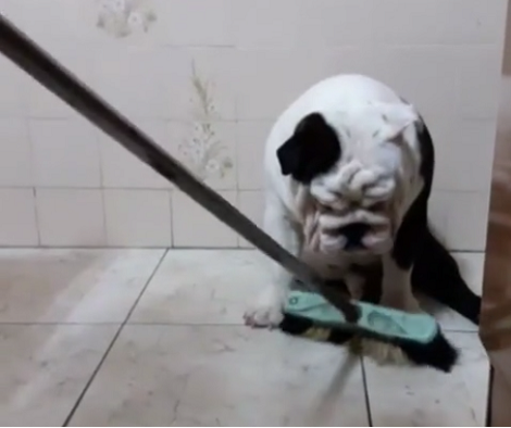 Adorable Pup Stands His Ground To Attempt To Defeat The Sneaky Broom!