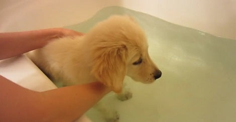 This Adorable Pup's First Time Bathing In A Tub full Of Water Will Make You Smile!