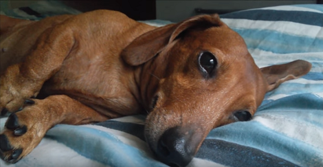 4 Ways You Can Tell If Your Pup Is Sick