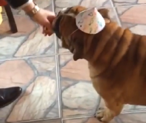 It's This Pup's Birthday Today! Watch How He Celebrates It With His Family!