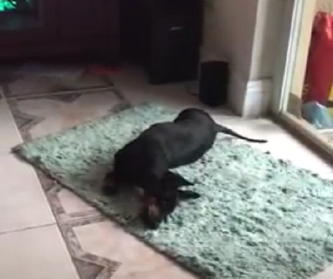 This Pup's Instinct Takes Over And He Starts Digging A Mat On The Floor!