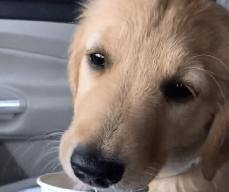 This Adorable Pup's First Puppuccino Is Going To Make You Smile!