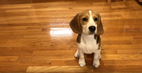 This Pup Is About To Do Some Pushups And You Have To See It!