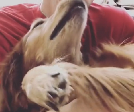 Watch How This Adorable Pup Throws A Temper Tantrum! This Is Too Funny!