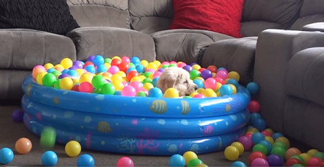 Can You Imagine How Fun Ball Pits Really Are? Check This Out!