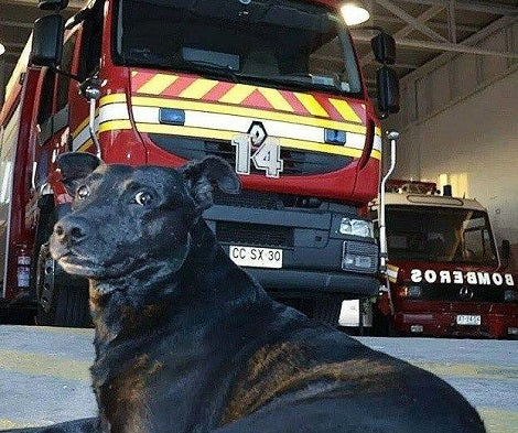 Firefighters' Goodbye To Their Station Dog Will Make Your Heart Explode