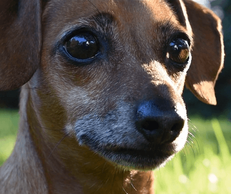 This Adorable Pup Is Starring In Her Own Movie! She's Got Everything Planned!