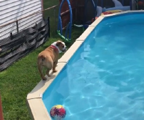 Adorable Pup Couldn't Resist The Pool On A Hot Afternoon, Then Something Happens