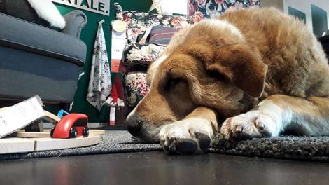 To Protect Stray Pups From The Cold Outside, An IKEA Store Opened Its Doors To Keep Them Warm