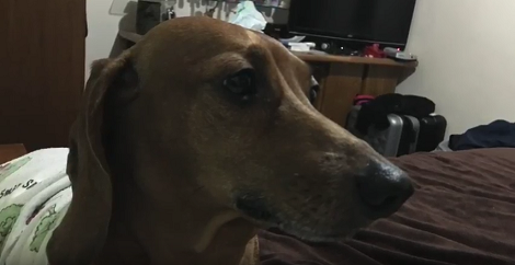 This Pup's Parents Are Making A Movie, And Who's The Star? The Pup, Of Course!