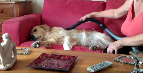 The Expression On This Pup's Face When He's Getting Hoovered Is Epic!