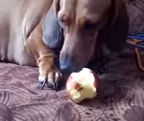 Adorable Pup Spots A Crunchy Apple And Couldn't Resist Herself!