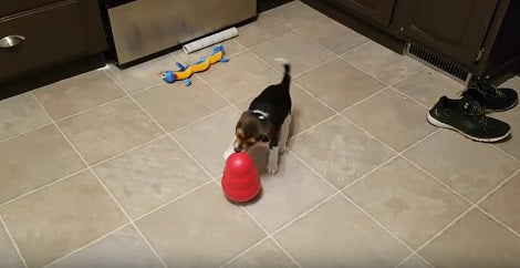 How This Pup Plays With His Kong Toy Will Have You Laughing!
