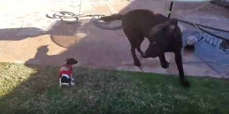 This Giant Pup's Best Friend Is A Very Tiny Pup And This Proves Size Doesn't Matter!