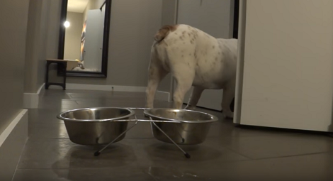 When This Pup's Done Eating His Food, He Knows Exactly Where To Find More!