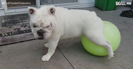 When This Pup Isn't Walking, He's Balancing On A Pilates Ball! Such Inspiration!