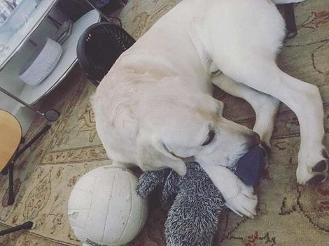 Adorable Pup Spots A Volleyball... Then Falls Head Over Heels For It! They're Inseparable!