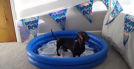 How This Pup Reacts To His Birthday Surprise Will Definitely Make You Smile!
