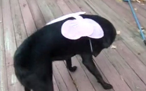 This Pup Dressed As A Fairy, But Doesn't Like The Fairy Wings One Bit!