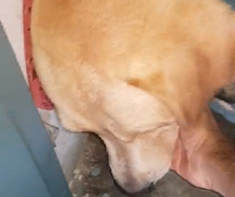 This Adorable Pup Doesn't Want His Daddy To Go Out Without Him! Awww!!