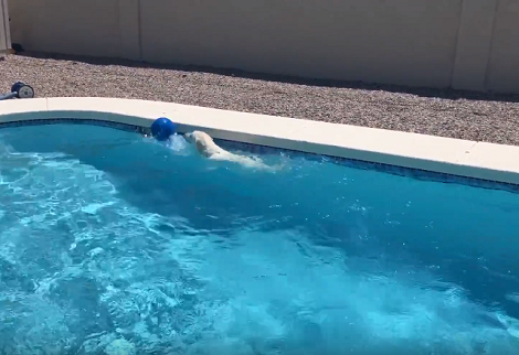 This Adorable Pup Is Having The Time Of His Life In The Pool With His Favorite Ball!