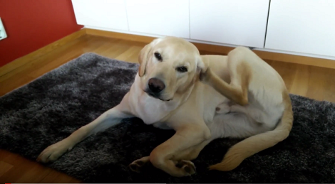 This Adorable Pup Is So Sleepy But He Still Manages To Scratch Behind His Ear!