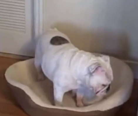This Adorable Pup Just Wants To Lay Down, But His Big Brother Has Other Plans!